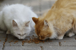 denuncia-por-alimentar-gatos-callejeros-un-acto-de-solidaridad-o-un-problema-legal
