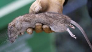 nueva-ley-para-controlar-y-eliminar-ratas-adios-a-la-plaga
