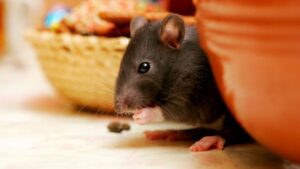 nueva-ley-se-pueden-matar-ratas-descubre-los-cambios-en-la-politica-espanola