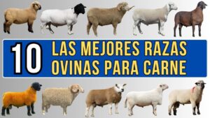 razas-de-ovejas-asturianas