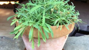 como limpiar las collejas