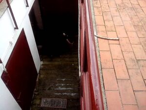 drogan a los toros antes de salir