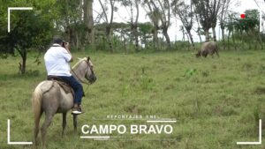 toros en pedro muñoz 2025